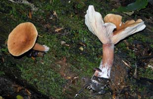 the caps are concave fairly early and then become funnel-shaped at maturity. – Lactarius quietus var. incanus.